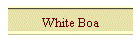 White Boa